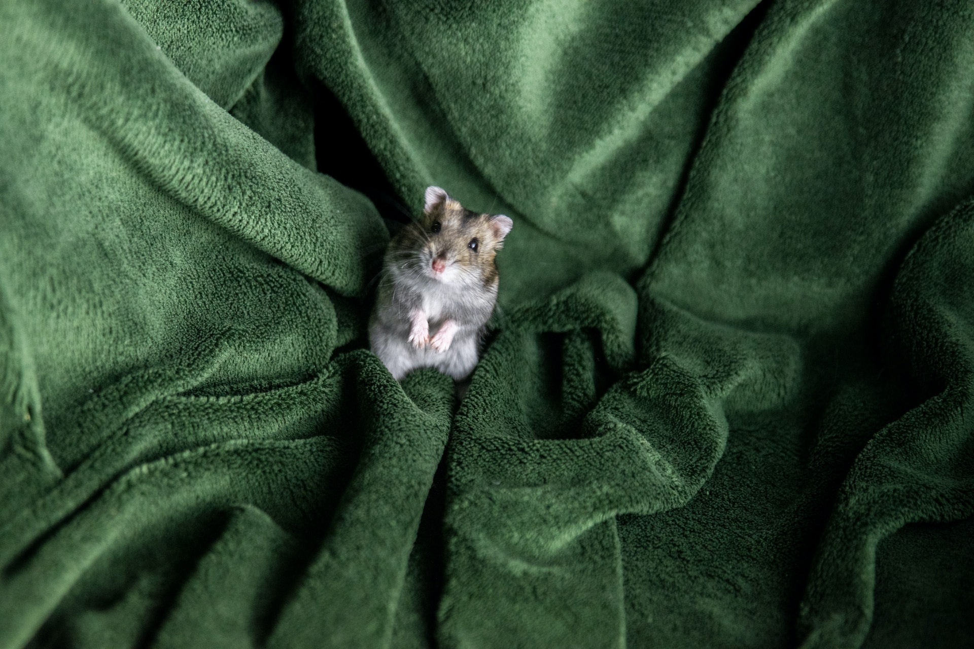 Cute baby animal hamster sits on green fabric, looking adorable.