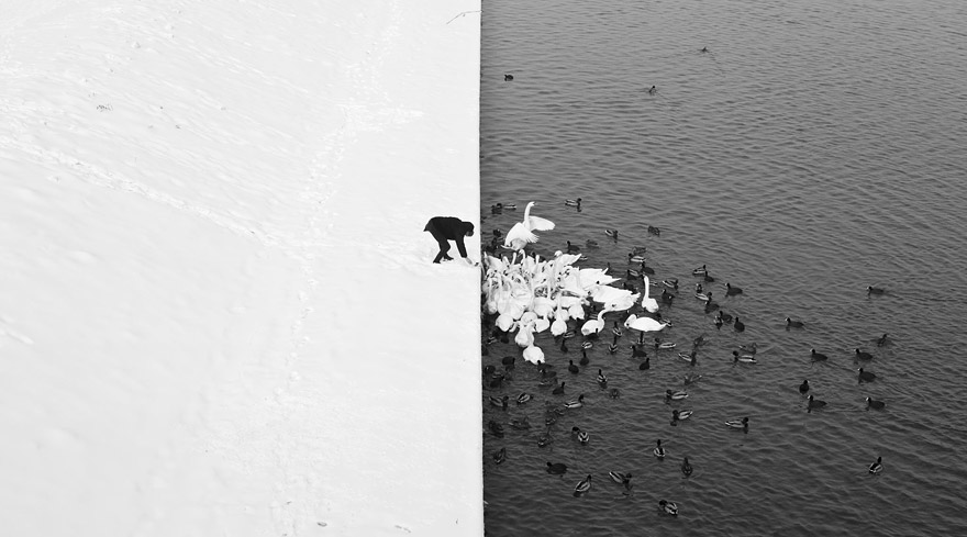 Yin and Yang: Man Feeding Swans and Ducks in Krakow