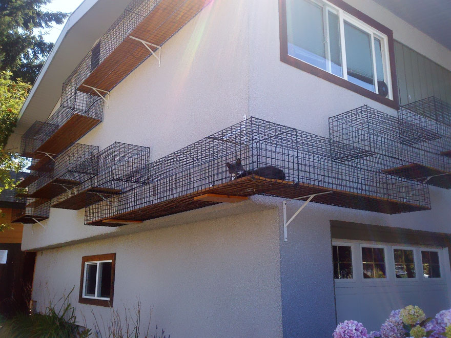 Cat Owner Built an Outdoor Catwalk Around His House