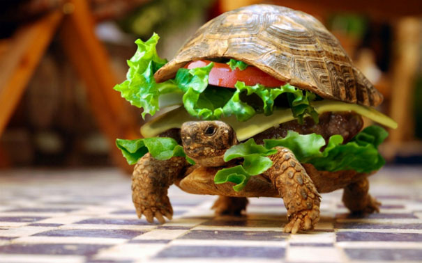 Chinese Man Tries to Smuggle A Turtle Disguised As A Hamburger On A Plane