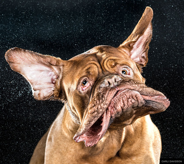 Shake: Slow Motion Photos Of Dogs Shaking Their Heads ...