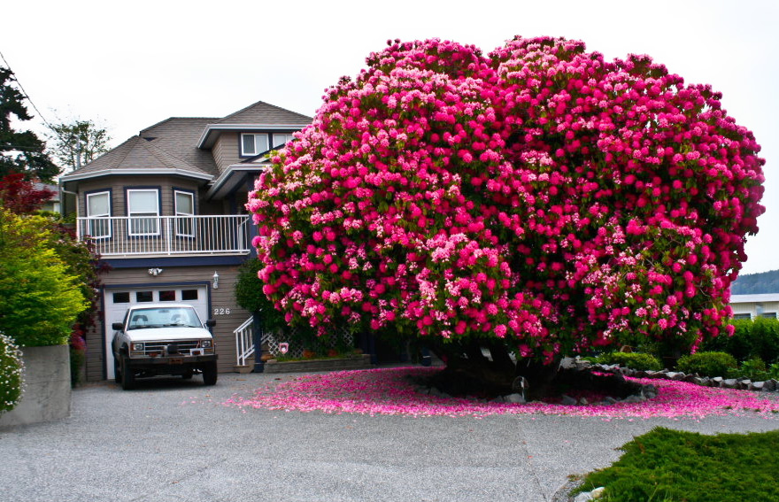 Amazing 125+ Year Old Rhododendron Tree in Ladysmith, British Columbia, Canada