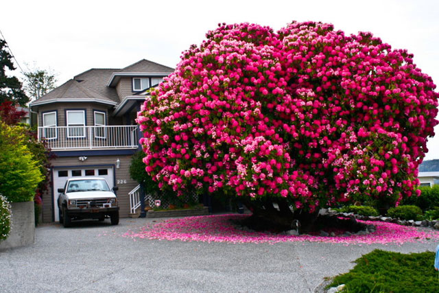 Amazing 125+ Year Old Rhododendron Tree in Ladysmith, British Columbia, Canada