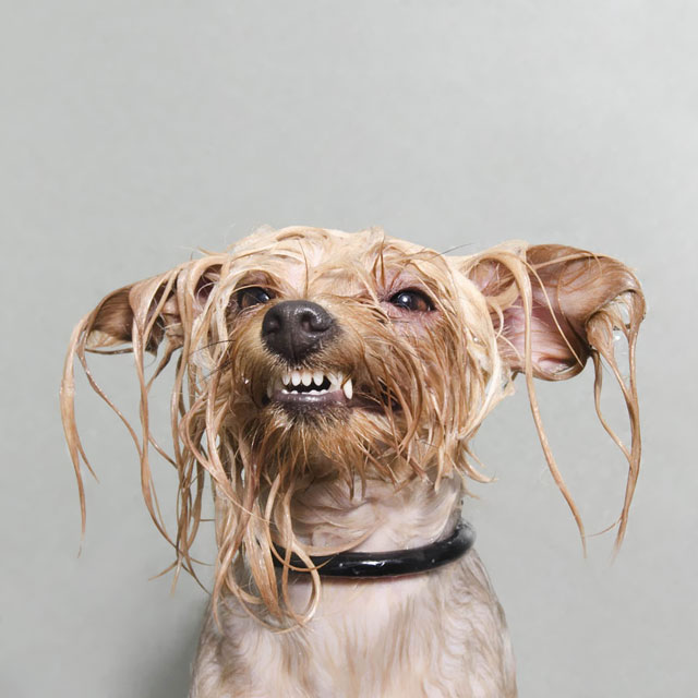 Wet Dog: Adorable Portraits Of Bathing Dogs by Sophie Gamand