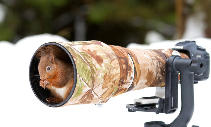 Animals Getting Comfortable With Camera Gear