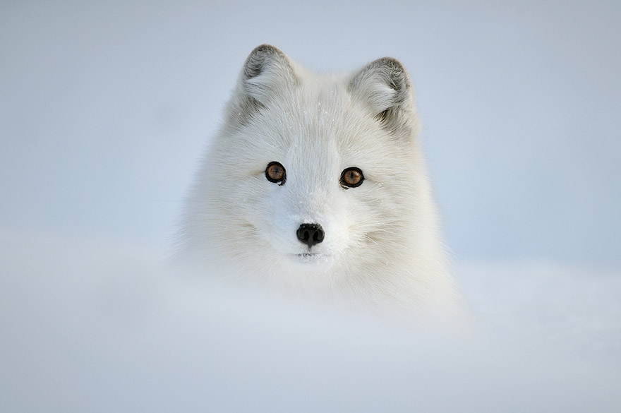 19 Magical Photos of Animals In Winter | Bored Panda