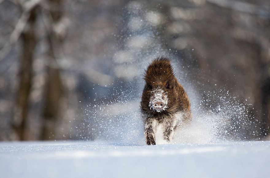 19 Mágicas fotos de animales en invierno