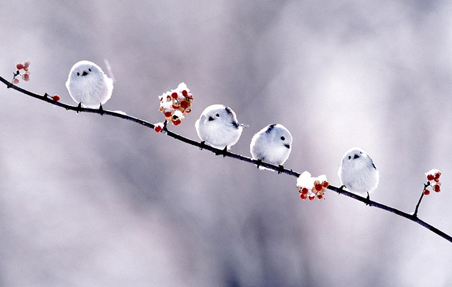 https://static.boredpanda.com/blog/wp-content/uploads/2014/01/animals-in-winter-19.jpg