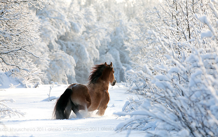 19 Mágicas fotos de animales en invierno