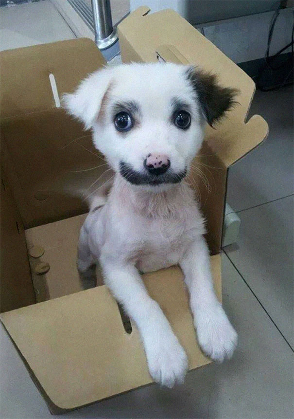 15 Classy Animals With Mustaches