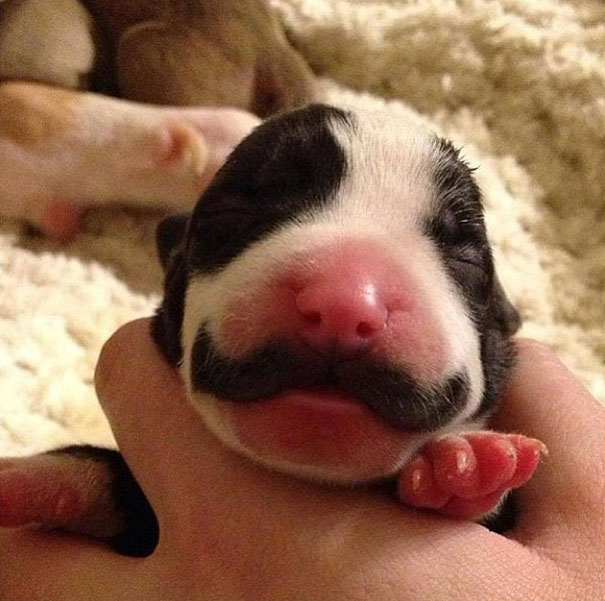 animals-with-mustache-6-1