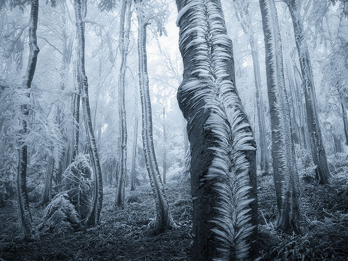 132 Mysterious Forests You’d Love To Get Lost In