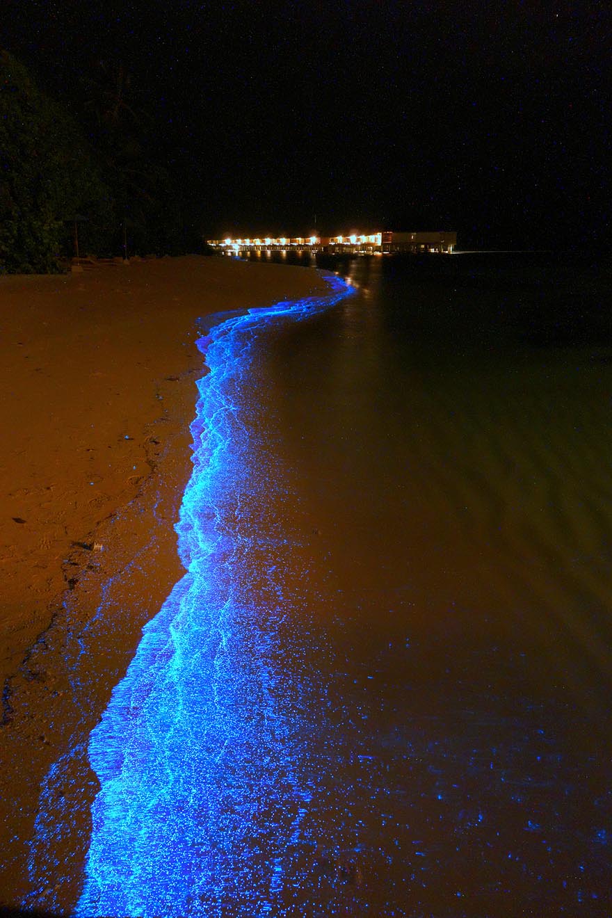 bioluminescent-phytoplankton-glowing-organism-will-ho-1