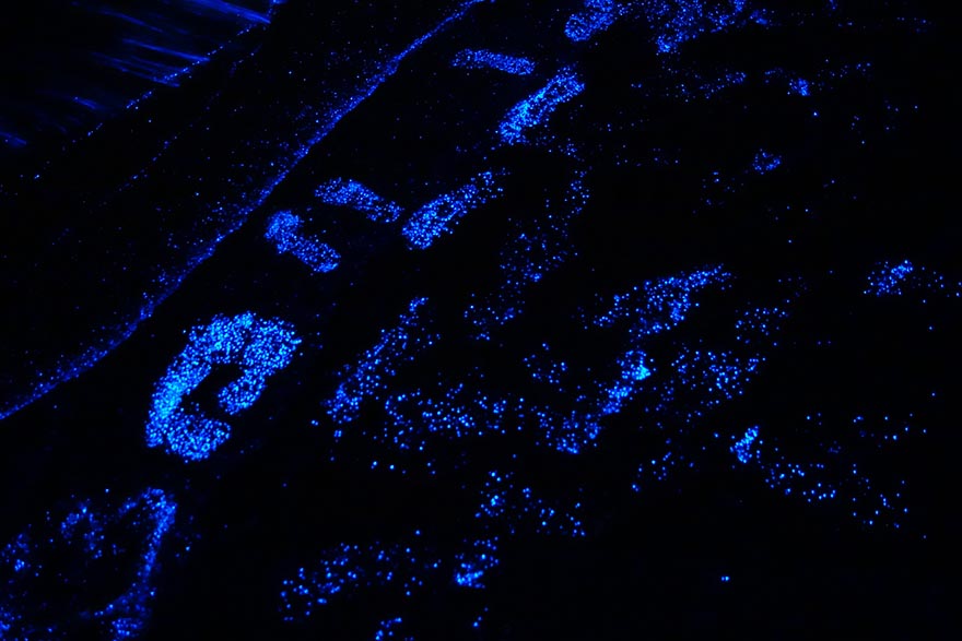 bioluminescent-phytoplankton-glowing-organism-will-ho-4
