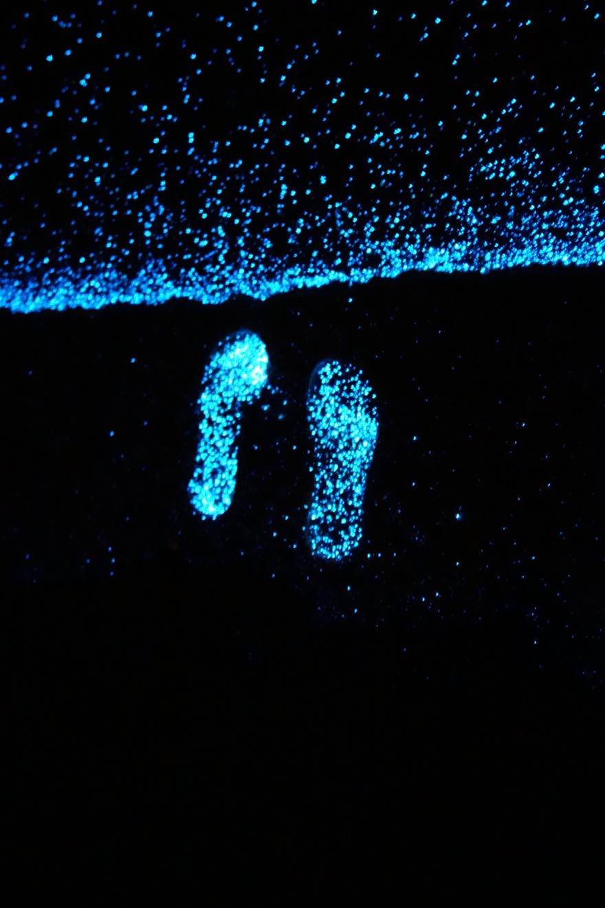 bioluminescent-phytoplankton-glowing-organism-will-ho-5