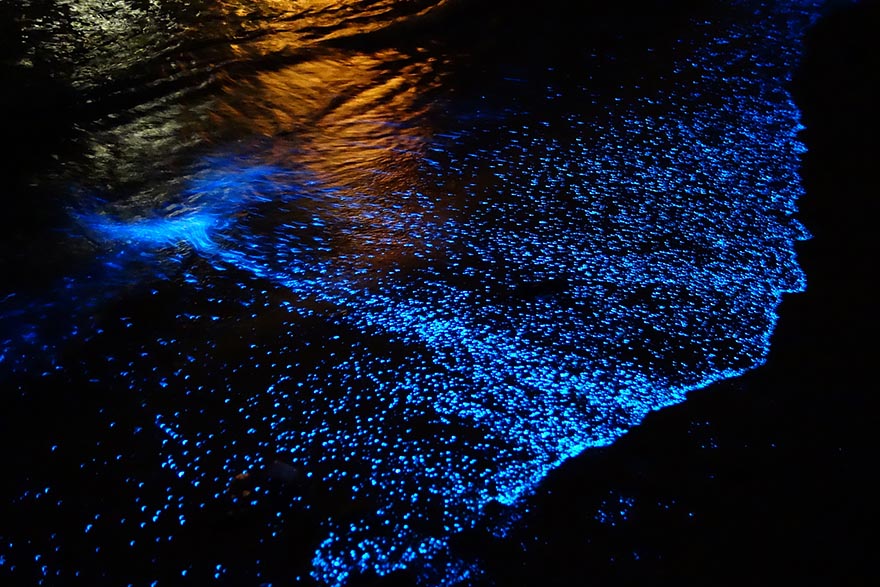bioluminescent-phytoplankton-glowing-organism-will-ho-8