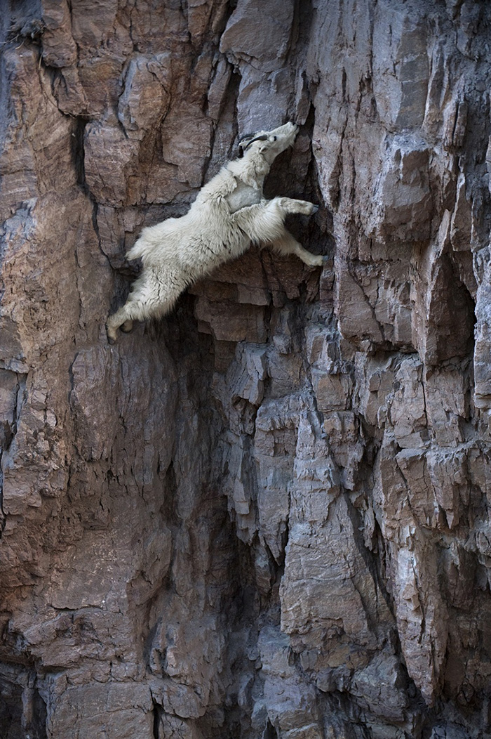 These 36 Goats On Cliffs Don’t Know What Fear Is