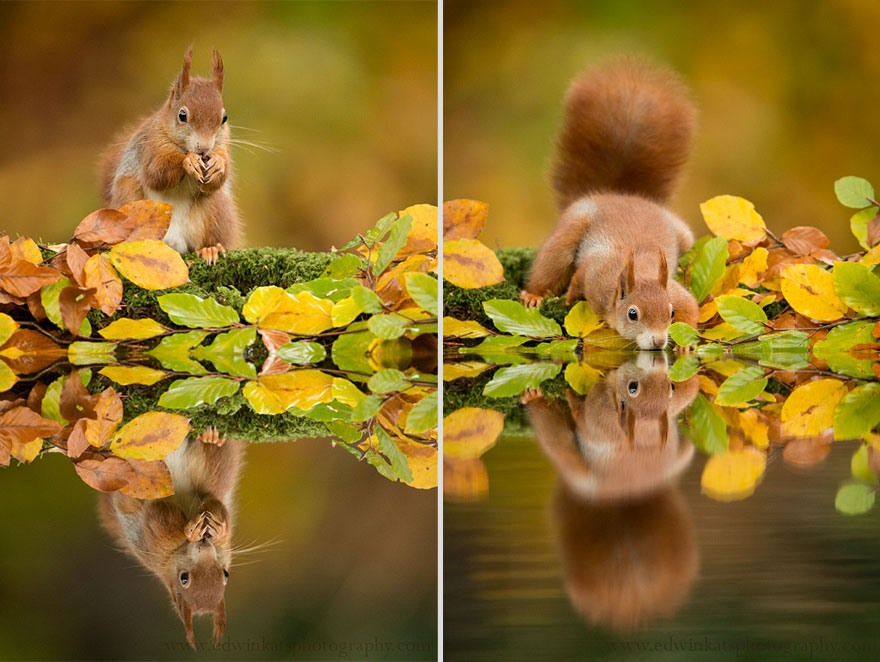 Photographer Gets Animals' Trust By Following Them Throughout The Year