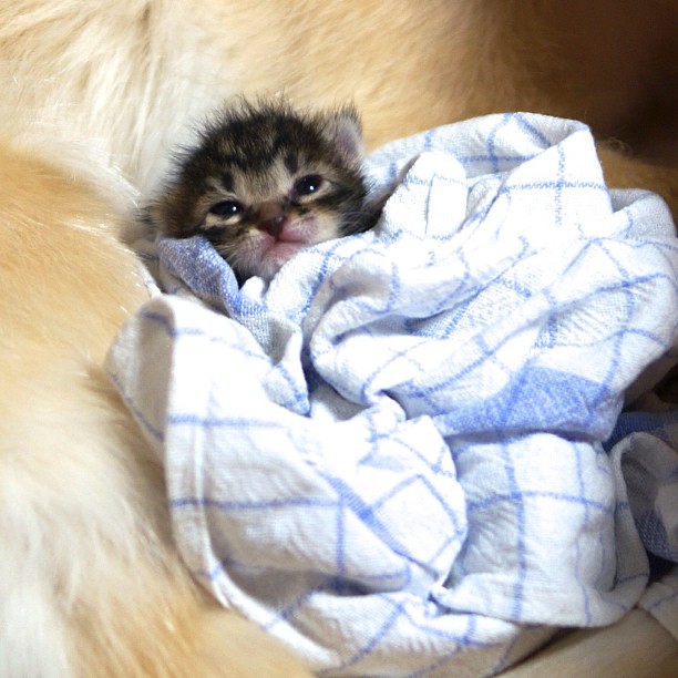 Golden Retriever adopts a rejected kitten