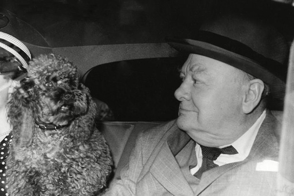 Cats And Dogs With Their Famous Humans