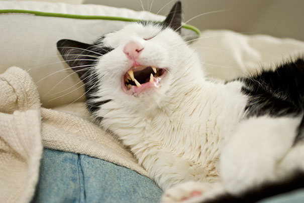 21 Hilarious Pictures Of Cats That Are About To Sneeze | Bored Panda