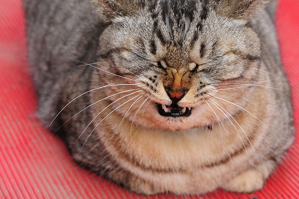 21 Hilarious Pictures Of Cats That Are About To Sneeze