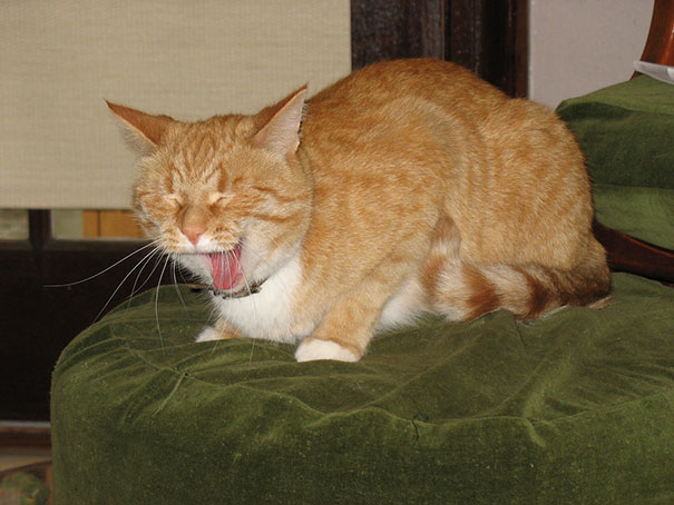21 Hilarious Pictures Of Cats That Are About To Sneeze