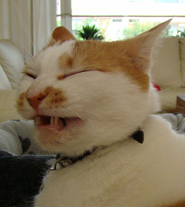 21 Hilarious Pictures Of Cats That Are About To Sneeze | Bored Panda