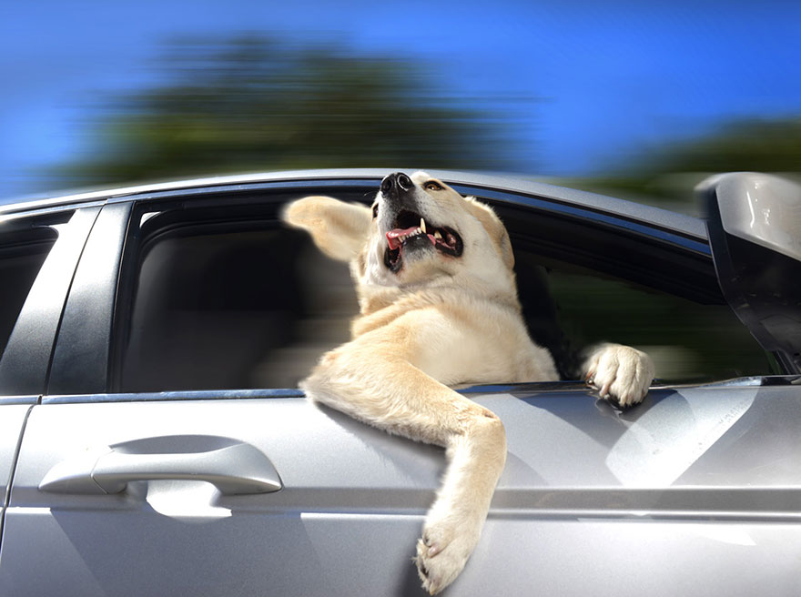 funny-dogs-in-cars-lara-jo-regan-1