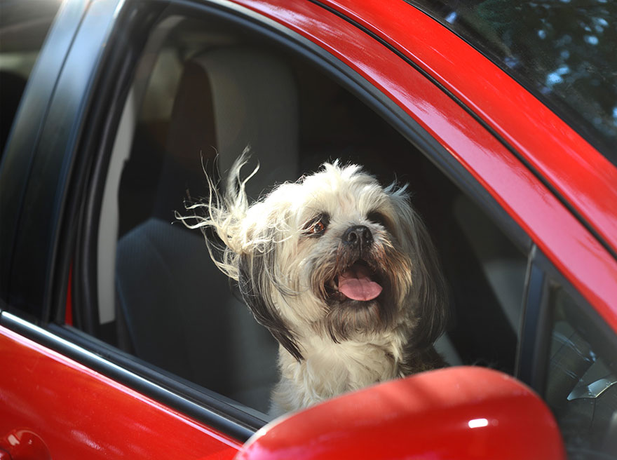 Пёс из окна автомобиля бесплатно