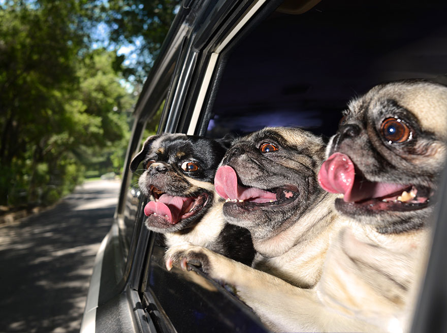 funny-dogs-in-cars-lara-jo-regan-4