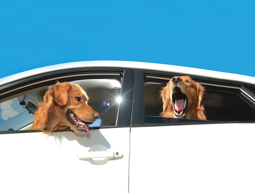 funny-dogs-in-cars-lara-jo-regan-9