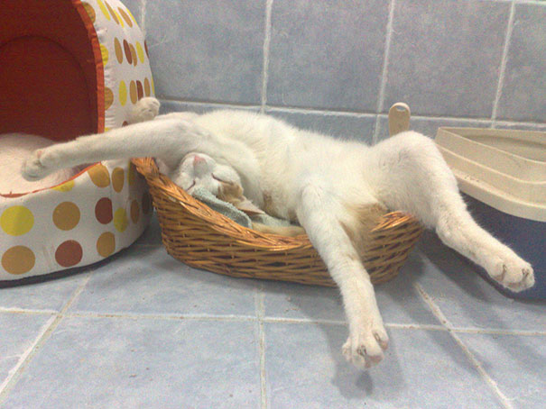 30 Cats Who Have Mastered The Art Of Sleep-Fu