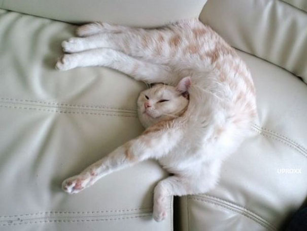 30 Hilarious Sleeping Cat Memes That Will Melt Your Heart