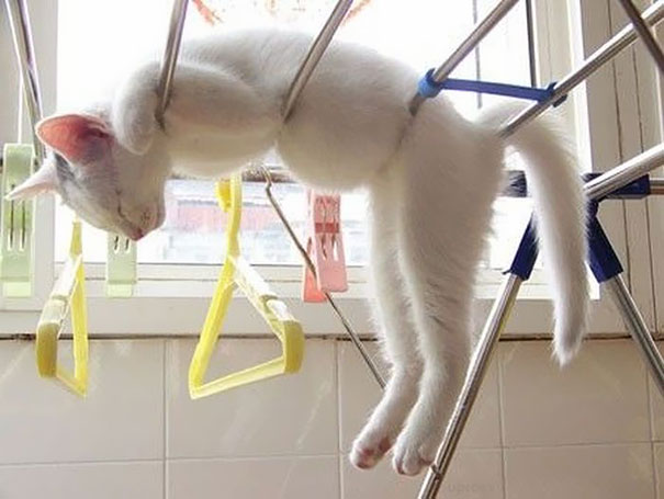 Unusual Sleeping Positions of Cats
