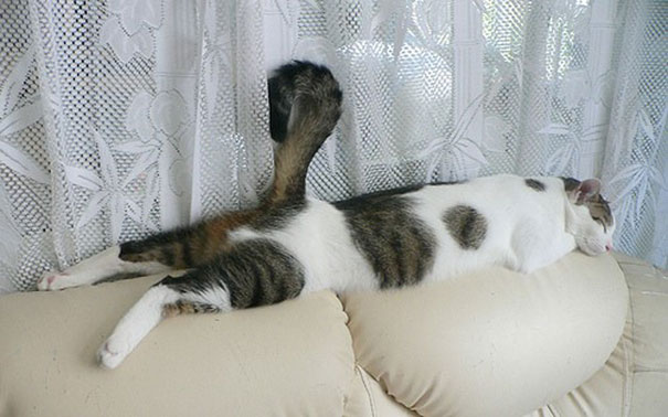 30 Cats Who Have Mastered The Art Of Sleep-Fu