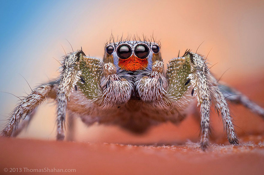 Macro Photos Of Cute And Cuddly Jumping Spiders by Thomas Shahan