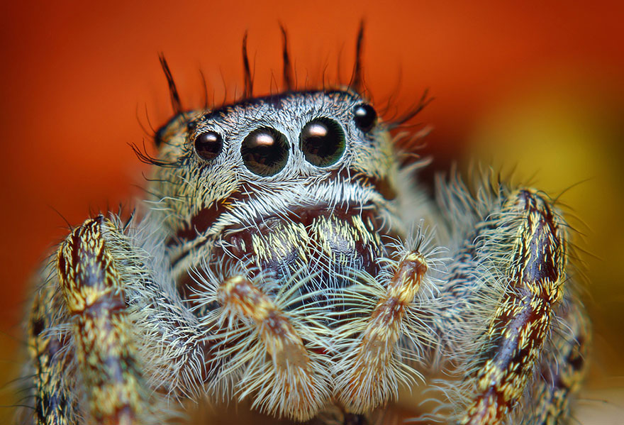 Macro Photos Of Cute And Cuddly Jumping Spiders by Thomas Shahan