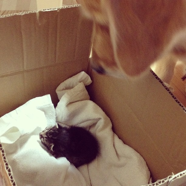 Golden Retriever Adopts an Orphan Kitten Rejected By Her Mother