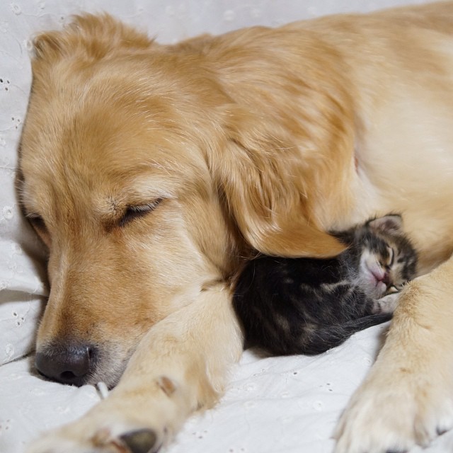 Golden Retriever Adopts an Orphan Kitten Rejected By Her Mother