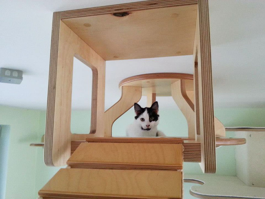 Rooms Transformed Into Overhead Cat Playgrounds With Walkways And Platforms