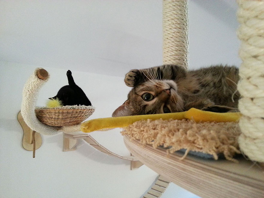 Rooms Transformed Into Overhead Cat Playgrounds With Walkways And Platforms