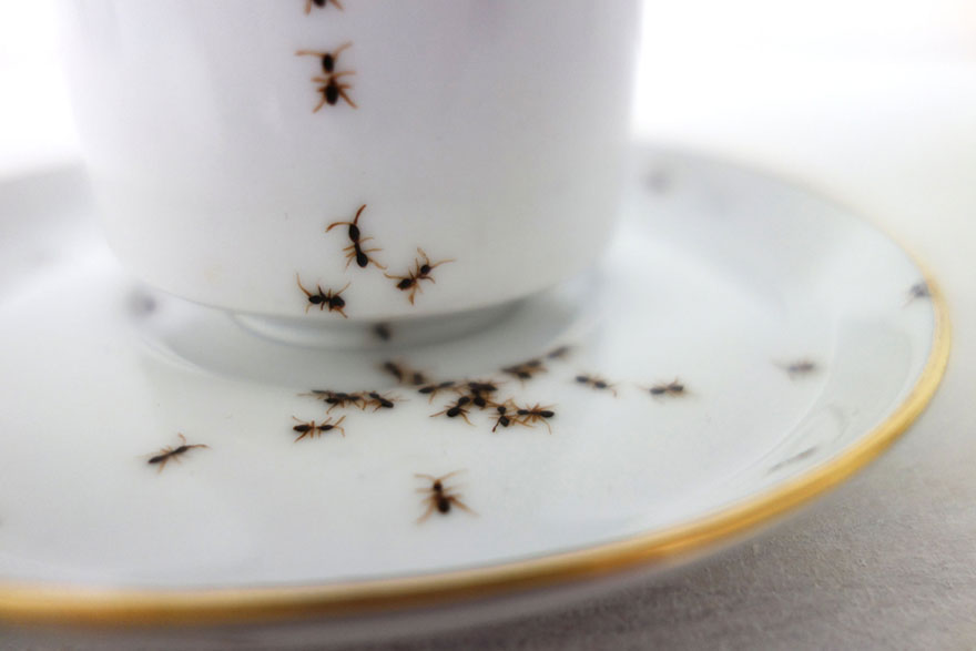 porcelain-dishes-covered-in-painted-ants-10