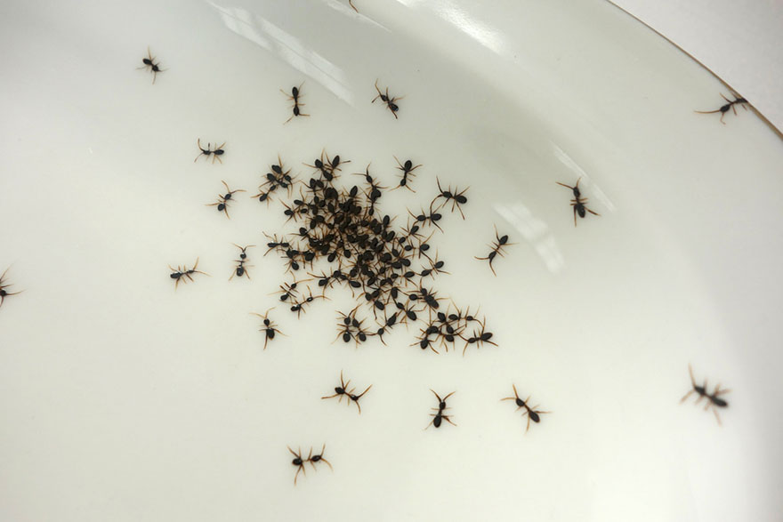 porcelain-dishes-covered-in-painted-ants-8