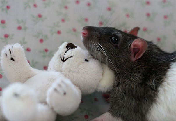 Two Women Take Adorable Pictures of Rats With Teddy Bears