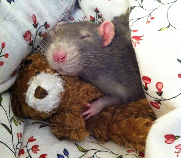 rats-with-teddy-bears-3