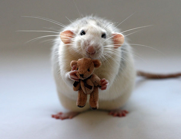 rats-with-teddy-bears-ellen-van-deelen-2