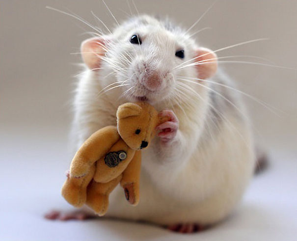 rats-with-teddy-bears-ellen-van-deelen-5