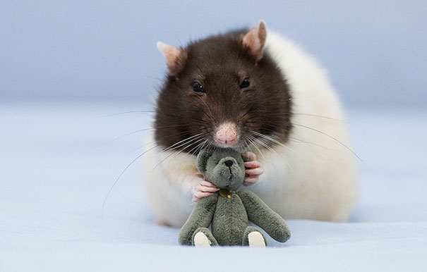 Two Women Take Adorable Pictures of Rats With Teddy Bears