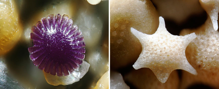 sand-grains-under-microscope-gary-greenberg-5